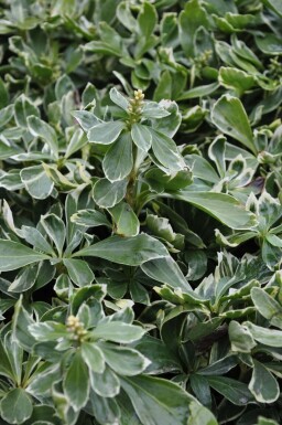 Variegated Japanese spurge Pachysandra terminalis 'Variegata' 5-10 pot P9