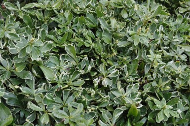 Variegated Japanese spurge Pachysandra terminalis 'Variegata' 5-10 pot P9 Pachysandra terminalis 'Variegata'