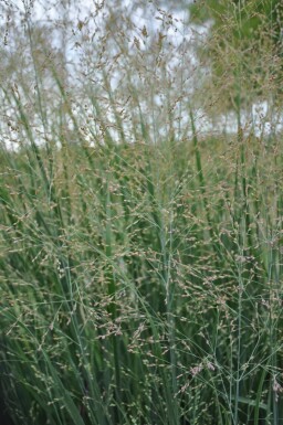 Switch grass Panicum virgatum 'Heavy Metal' 10-15 pot C2 Panicum virgatum 'Heavy Metal'