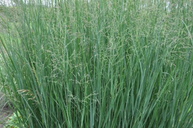Switch grass Panicum virgatum 'Heavy Metal' 10-15 pot C2 Panicum virgatum 'Heavy Metal'