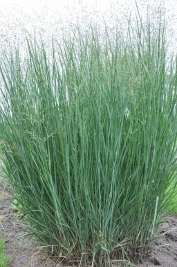 Switch grass Panicum virgatum 'Heavy Metal' 10-15 pot C2 Panicum virgatum 'Heavy Metal'