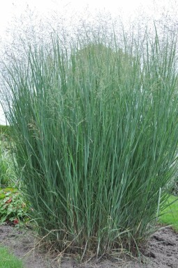 Switch grass Panicum virgatum 'Heavy Metal' 5-10 pot P9