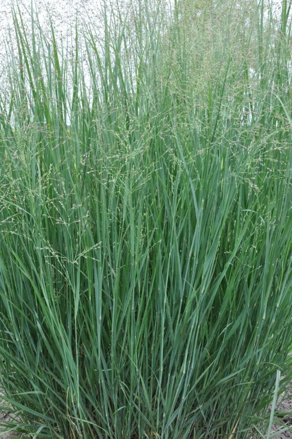 Switch grass Panicum virgatum 'Heavy Metal' 5-10 pot P9 Panicum virgatum 'Heavy Metal'