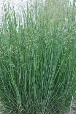 Switch grass Panicum virgatum 'Heavy Metal' 5-10 pot P9 Panicum virgatum 'Heavy Metal'