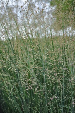 Switch grass Panicum virgatum 'Heavy Metal' 5-10 pot P9