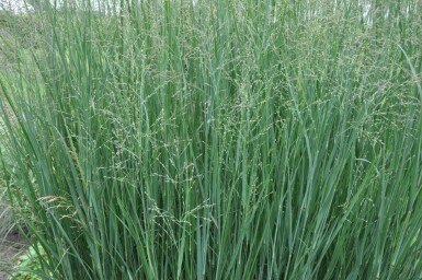 Switch grass Panicum virgatum 'Heavy Metal' 5-10 pot P9