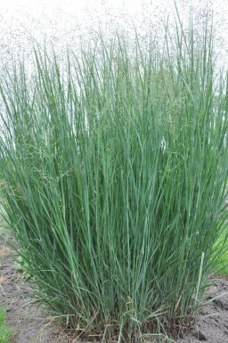 Switch grass Panicum virgatum 'Heavy Metal' 5-10 pot P9