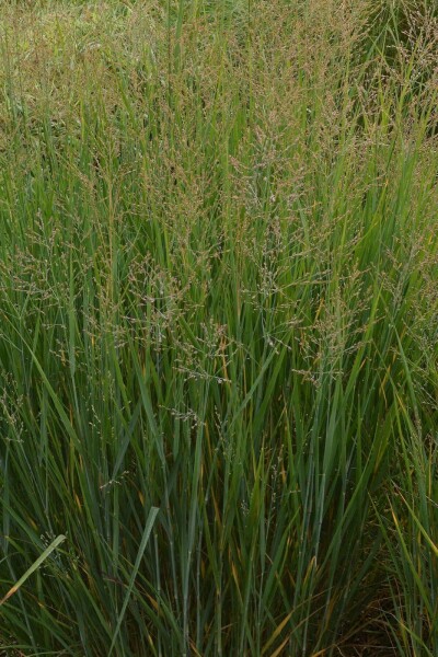 Switch grass Panicum virgatum 'Prairy Sky' 5-10 pot P9 Panicum virgatum 'Prairy Sky'