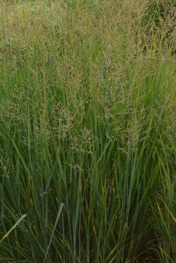 Switch grass Panicum virgatum 'Prairy Sky' 5-10 pot P9