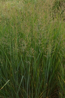 Switch grass Panicum virgatum 'Prairy Sky' 5-10 pot P9 Panicum virgatum 'Prairy Sky'