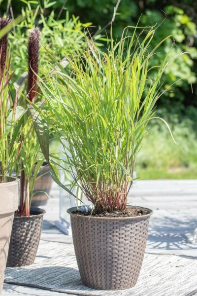 Switch grass Panicum virgatum 'Rehbraun' 5-10 pot P9 Panicum virgatum 'Rehbraun'