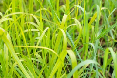 Switch grass Panicum virgatum 'Rehbraun' 5-10 pot P9