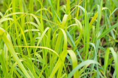 Switch grass Panicum virgatum 'Rehbraun' 5-10 pot P9 Panicum virgatum 'Rehbraun'