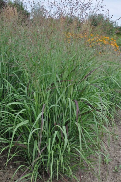 Switch grass Panicum virgatum 'Shenandoah' 5-10 pot P9 Panicum virgatum 'Shenandoah'