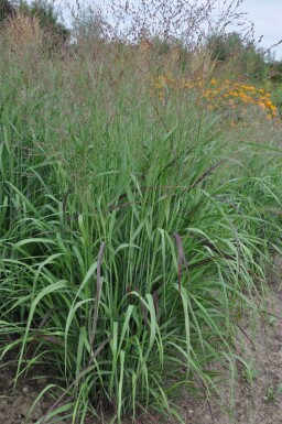 Switch grass Panicum virgatum 'Shenandoah' 5-10 pot P9