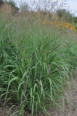 Switch grass Panicum virgatum 'Shenandoah' 5-10 pot P9 Panicum virgatum 'Shenandoah'