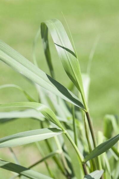 Switch grass Panicum virgatum 'Squaw' 5-10 pot P9 Panicum virgatum 'Squaw'