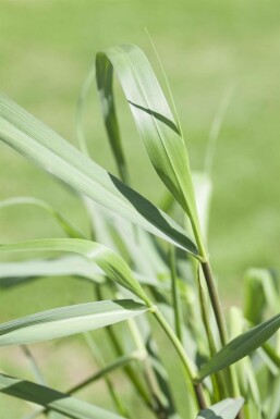 Switch grass Panicum virgatum 'Squaw' 5-10 pot P9