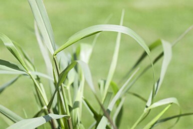 Switch grass Panicum virgatum 'Squaw' 5-10 pot P9