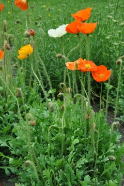 Icelandic poppy Gartenzwerg Group Papaver nudicaule 'Gartenzwerg' 5-10 pot P9 Papaver nudicaule 'Gartenzwerg'
