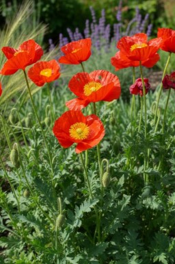 Icelandic poppy Papaver nudicaule 'Matador' 5-10 pot P9 Papaver nudicaule 'Matador'