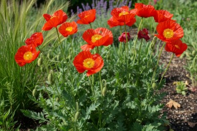 Icelandic poppy Papaver nudicaule 'Matador' 5-10 pot P9 Papaver nudicaule 'Matador'