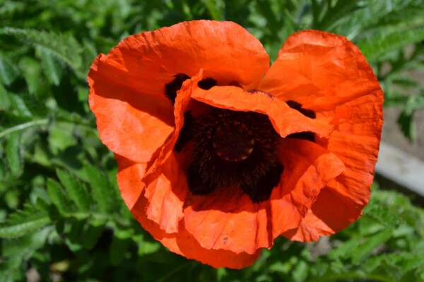 Oriental poppy Papaver orientale 'Allegro' 5-10 pot P9 Papaver orientale 'Allegro'