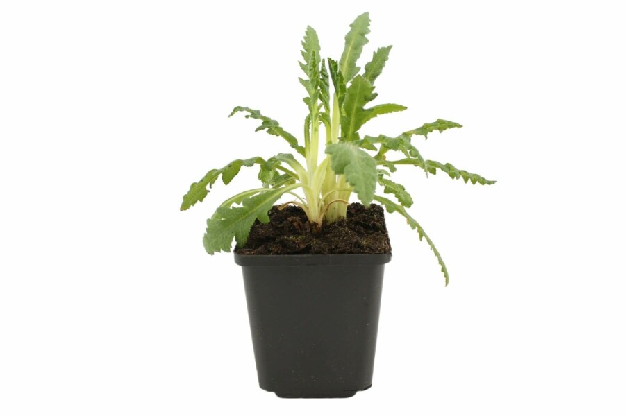 Oriental poppy Papaver orientale 'Allegro' 5-10 pot P9 Papaver orientale 'Allegro'