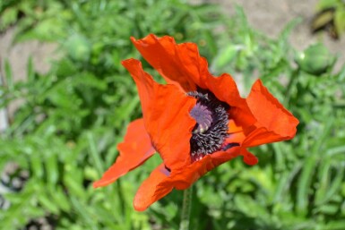 Oriental poppy Papaver orientale 'Allegro' 5-10 pot P9 Papaver orientale 'Allegro'