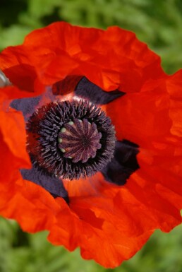 Oriental poppy Papaver orientale 'Brilliant' 5-10 pot P9 Papaver orientale 'Brilliant'