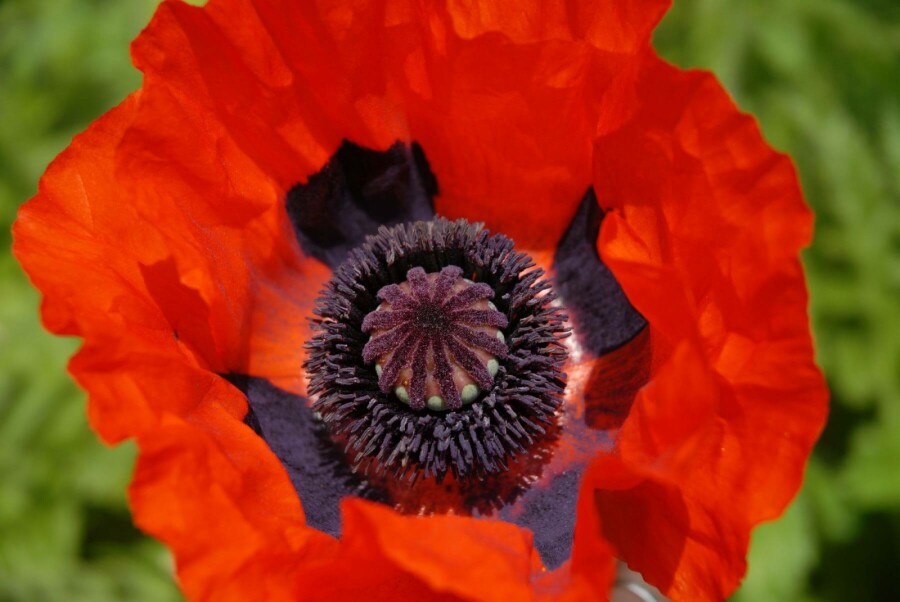Oriental poppy Papaver orientale 'Brilliant' 5-10 pot P9 Papaver orientale 'Brilliant'