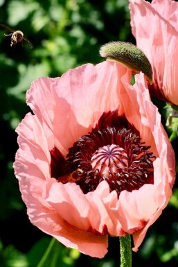 Oriental poppy Papaver orientale 'Princess Victoria Louise' 5-10 pot P9 Papaver orientale 'Princess Victoria Louise'