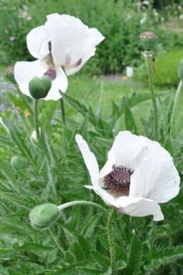 Oriental poppy Papaver orientale 'Royal Wedding' 5-10 pot P9 Papaver orientale 'Royal Wedding'