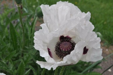 Oriental poppy Papaver orientale 'Royal Wedding' 5-10 pot P9 Papaver orientale 'Royal Wedding'