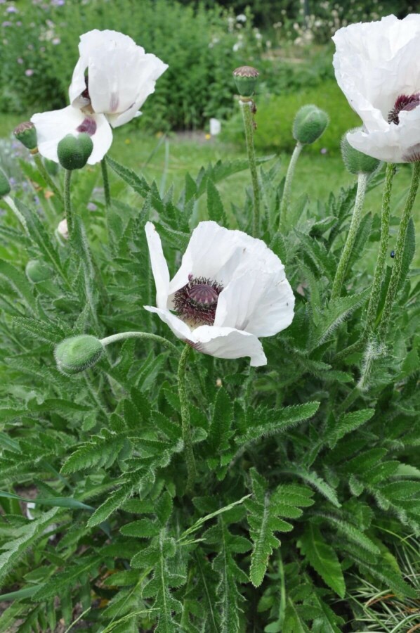 Oriental poppy Papaver orientale 'Royal Wedding' 5-10 pot P9 Papaver orientale 'Royal Wedding'