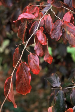 Persian ironwood Parrotia persica shrub 60-80 pot C3