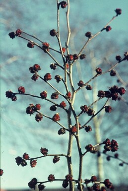 Persian ironwood Parrotia persica shrub 60-80 pot C3