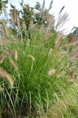 Chinese fountain grass Pennisetum alopecuroides 5-10 pot P9