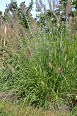 Chinese fountain grass Pennisetum alopecuroides 5-10 pot P9