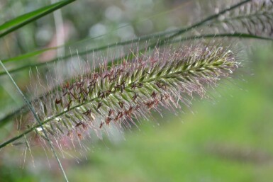 Chinese fountain grass Pennisetum alopecuroides 5-10 pot P9 Pennisetum alopecuroides