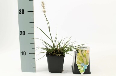 Chinese fountain grass Pennisetum alopecuroides 'Hameln' 5-10 pot P9