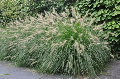 Chinese fountain grass Pennisetum alopecuroides 'Hameln' 5-10 pot P9