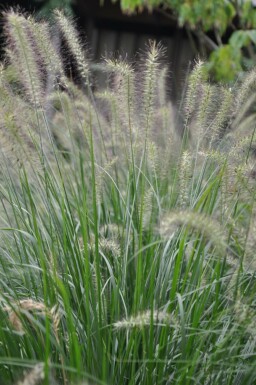 Chinese fountain grass Pennisetum alopecuroides 'Hameln' 5-10 pot P9