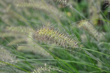 Chinese fountain grass Pennisetum alopecuroides 'Hameln' 5-10 pot P9