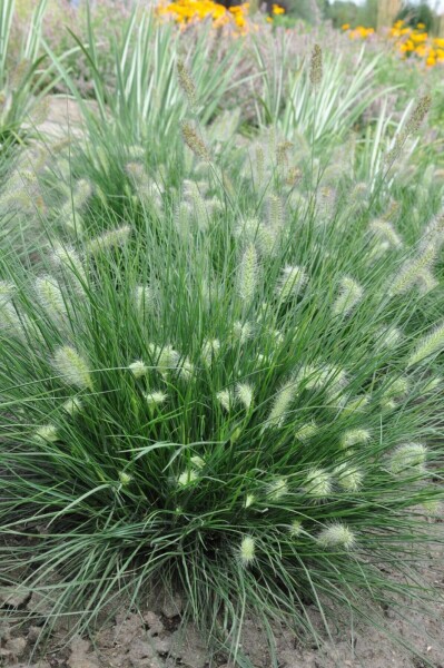 Chinese fountain grass Pennisetum alopecuroides 'Little Bunny' 10-15 pot C2 Pennisetum alopecuroides 'Little Bunny'