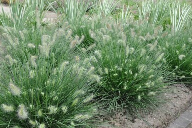 Chinese fountain grass Pennisetum alopecuroides 'Little Bunny' 5-10 pot P9