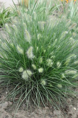 Chinese fountain grass Pennisetum alopecuroides 'Little Bunny' 5-10 pot P9 Pennisetum alopecuroides 'Little Bunny'