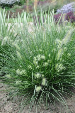 Chinese fountain grass Pennisetum alopecuroides 'Little Bunny' 5-10 pot P9 Pennisetum alopecuroides 'Little Bunny'