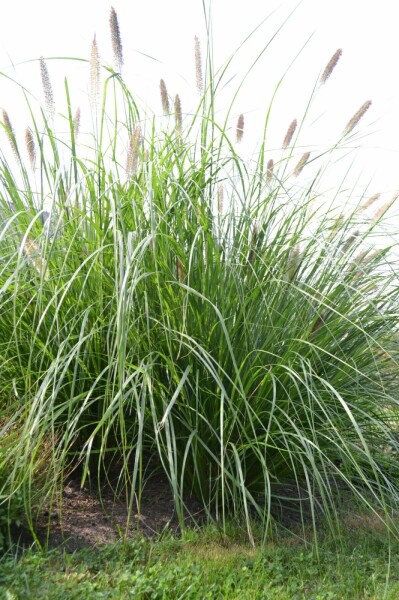 Chinese fountain grass Pennisetum alopecuroides 'Magic' 5-10 pot P9 Pennisetum alopecuroides 'Magic'