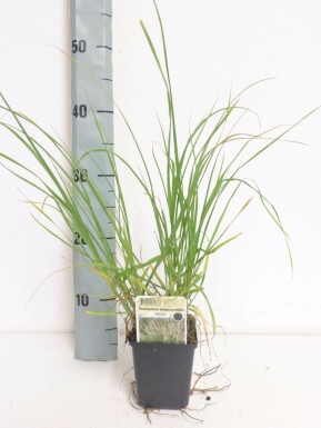 Chinese fountain grass Pennisetum alopecuroides 'Magic' 5-10 pot P9 Pennisetum alopecuroides 'Magic'